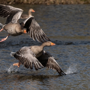 Redwell   22 04 2020   D500   Les 9.jpg